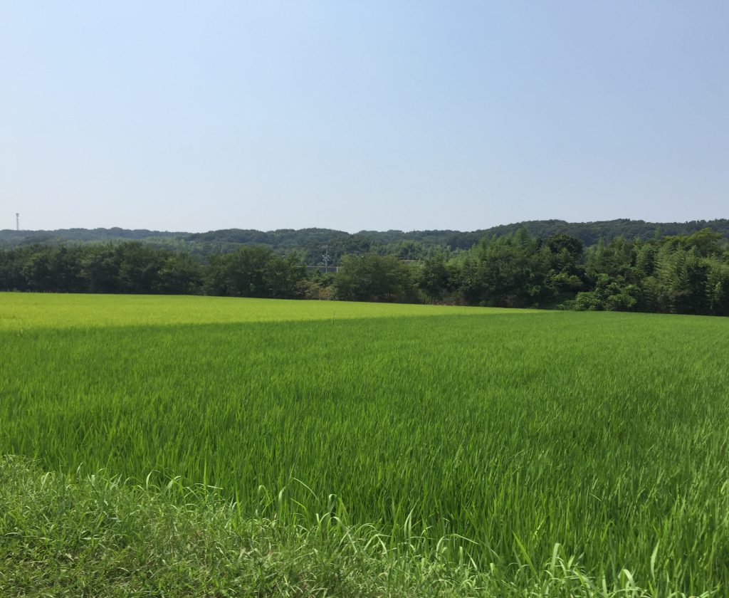 夏の伊川