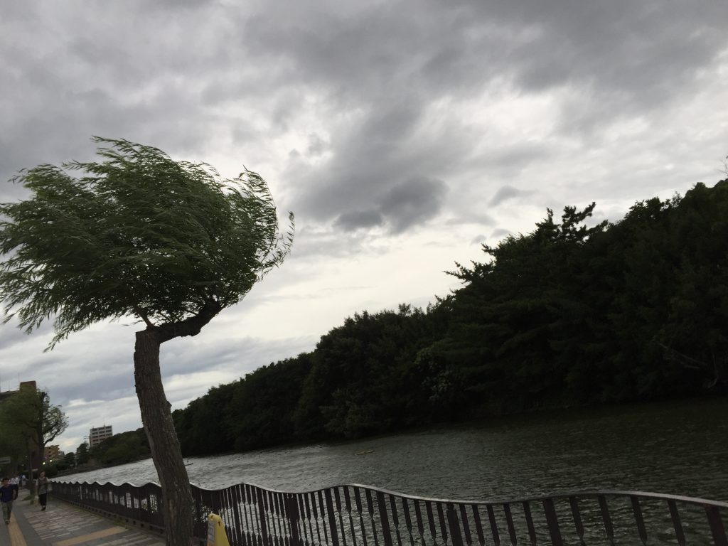 明石城の柳