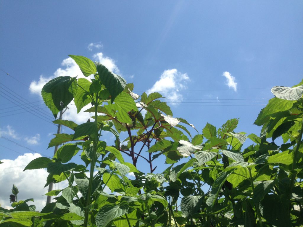 キャルファームにて農業研修