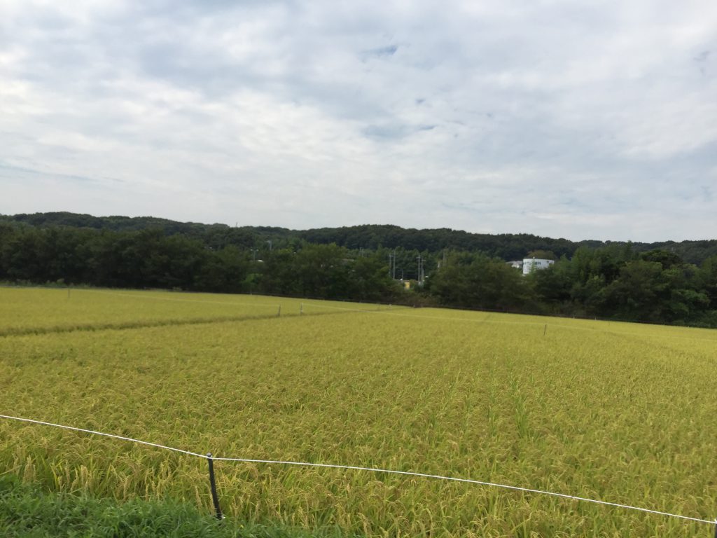 8月末の伊川