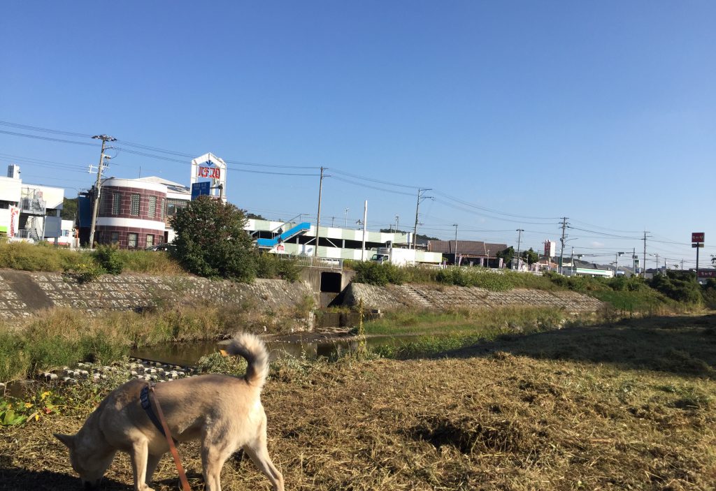 秋の草刈り中の伊川の河川敷