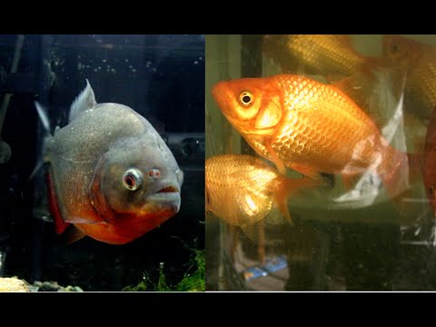 金魚とピラニア